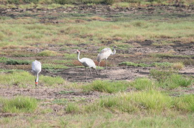 Brolga or Australian Crane