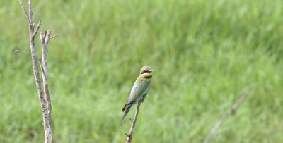 Rainbow Bee-eater