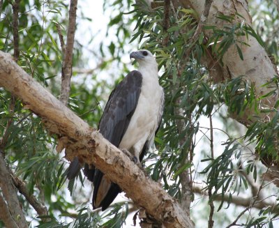 White-bellied Sea Eagle