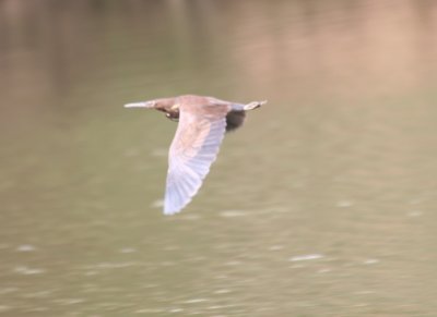 Black Bittern