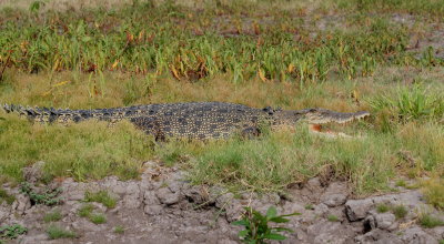Saltwater, or Estuarine, Crocodile