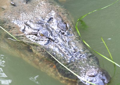 Saltwater, or Estuarine, Crocodile