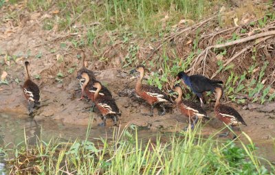 Wandering Whistling Ducks and Purple Swamphen