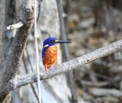 Azure Kingfisher