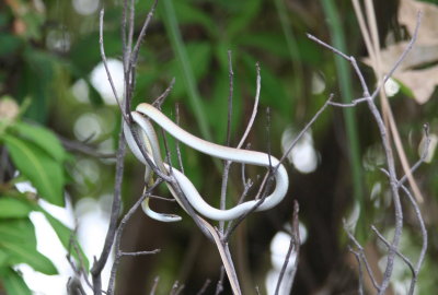 Common Tree, or Golden, Snake