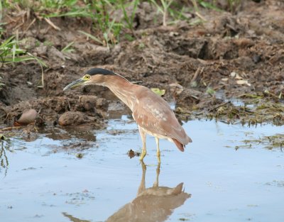 Nankeen, or Rufous, Night Heron