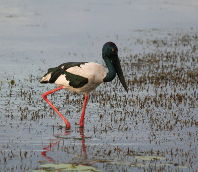 Black-necked Stork or Jabiru