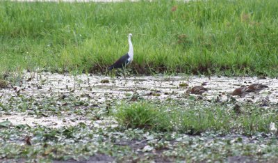 White-necked Heron and Plumed Whistling Ducks