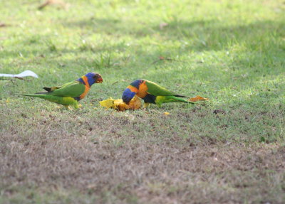 Rainbow Lorikeets