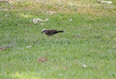 Grey-crowned Babbler