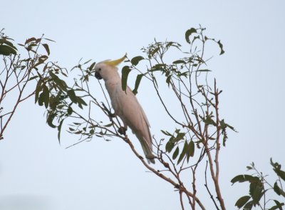 Sulphur-crested Cockatoo