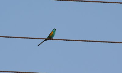 Hooded Parrot, male