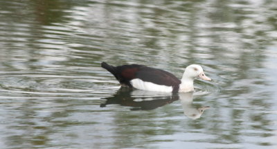 Radjah Shelduck