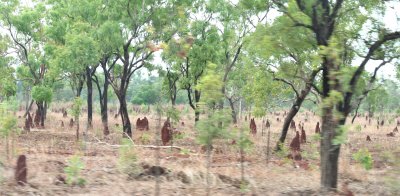 Termite Mounds in the Forest