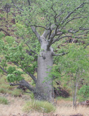 Boab, or Bottle, Tree