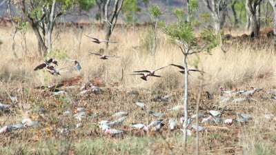 Galah feeding flock