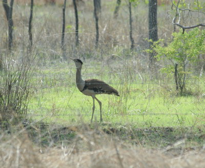 Australian Bustard