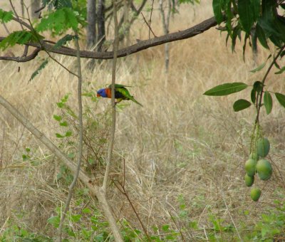 Rainbow Lorikeet