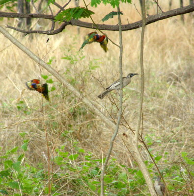 Little Friarbird and Rainbow Lorikeets