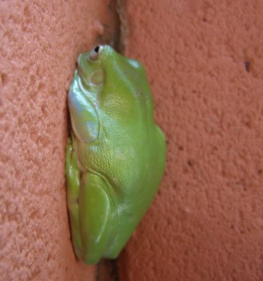 Tree Frog