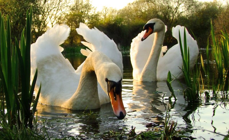 Swans  in  evening  light.