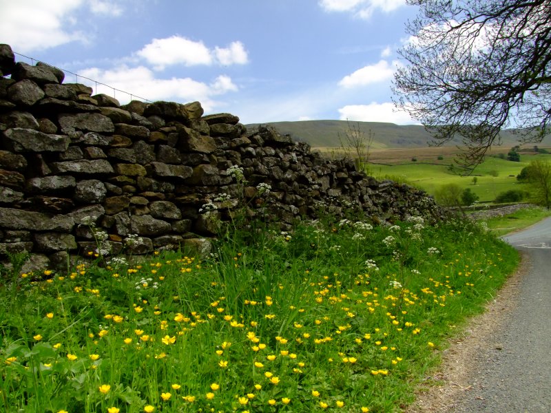 Spring  flowers  in the Eden Valley.