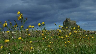 Dandelions  yield  to  the  wind