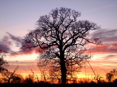 Tree  silhouetted  in  the  sunrise.