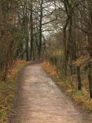 The  Roman  Road  passing  through  a  wood.