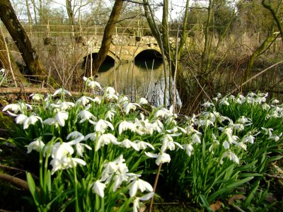 Riverbank  snowdrops   by the  River  Kennet.