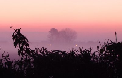 Misty  dawn  o'er  a  hedgerow.