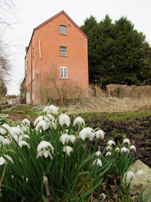 Snowdrops  by  an  old  mill.