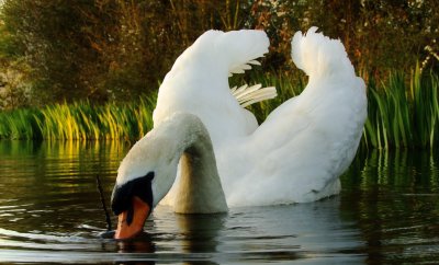 Images  of  swans  and  other  birdies.