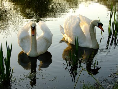 Swans, shadows  and  reflections.