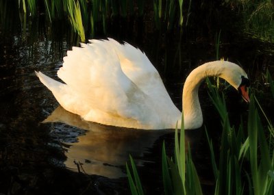 Swan  in  evening  light, reflected.