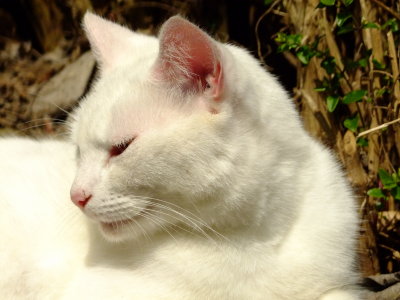 Marie  basking  in  the  spring  sunshine.