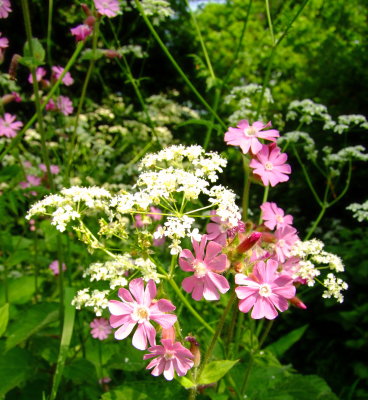 Hogweed  and  Red  Campion , in  Featherbed  Lane.