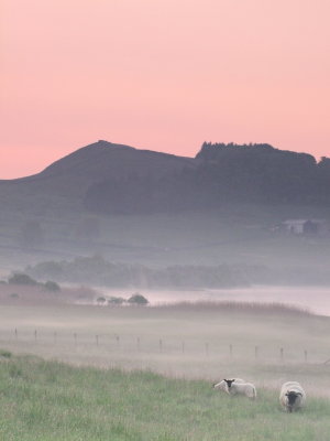 Sheep  and  morning  mist, beneath  Hotbank.
