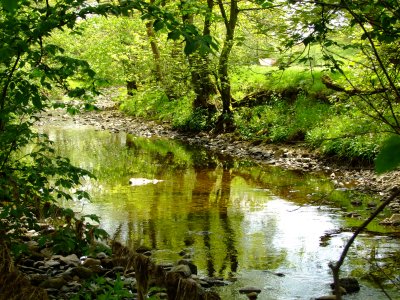 The  River  Eden  passing  through  woodland.