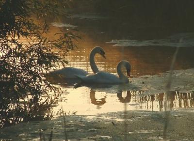 Two swans in shade