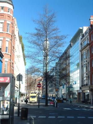 A tall tree in Berners Street,with the B.T.Tower,behind.