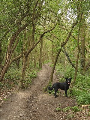 Max,posing in a wood.