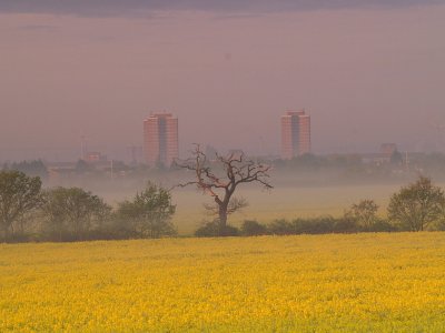 Dead tree in morning mists.