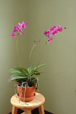 manjulaOrchid3424.jpg