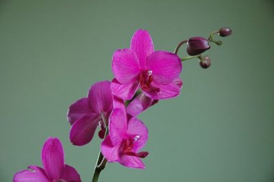 manjulaOrchid3429.jpg