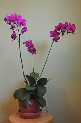 manjulaOrchid3490.jpg