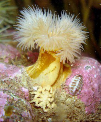 Frilled Anemone with a huge Anemone Spider