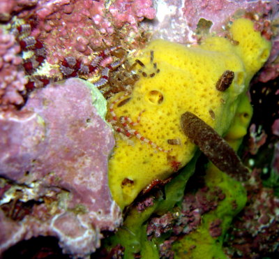 Sponge w/Brittle Star (arms only showing)