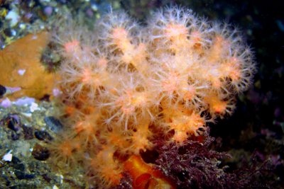 Red Soft Coral