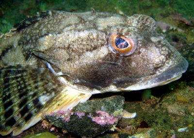 Sculpin